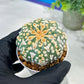 Custom Order- You'll receive the exact live plant (#T1P2) | Las Vegas Plant Seller | 3" Pot