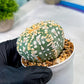 Custom Order- You'll receive the exact live plant (#T1P2) | Las Vegas Plant Seller | 3" Pot
