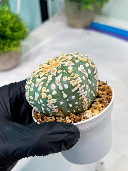 Custom Order- You'll receive the exact live plant (#T1P2) | Las Vegas Plant Seller | 3" Pot