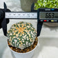 Custom Order- You'll receive the exact live plant (#T1P2) | Las Vegas Plant Seller | 3" Pot