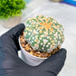 Custom Order- You'll receive the exact live plant (#T1P2) | Las Vegas Plant Seller | 3" Pot