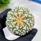 Custom Order- You'll receive the exact live plant (#T1P2) | Las Vegas Plant Seller | 3" Pot