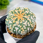 Custom Order- You'll receive the exact live plant (#T1P2) | Las Vegas Plant Seller | 3" Pot