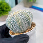 Custom Order- You'll receive the exact live plant (#T1P3) | Las Vegas Plant Shop | 3"Pots