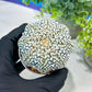 Custom Order- You'll receive the exact live plant (#T1P3) | Las Vegas Plant Shop | 3"Pots