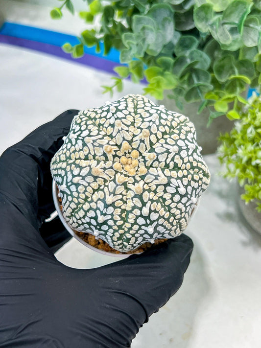 Custom Order- You'll receive the exact live plant (#T1P3) | Las Vegas Plant Shop | 3"Pots