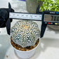 Custom Order- You'll receive the exact live plant (#T1P3) | Las Vegas Plant Shop | 3"Pots