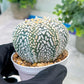 Custom Order- You'll receive the exact live plant (#T1P3) | Las Vegas Plant Shop | 3"Pots