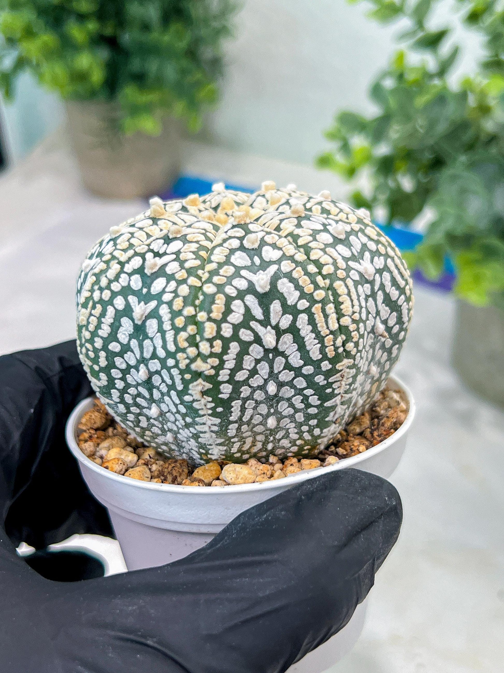 Custom Order- You'll receive the exact live plant (#T1P3) | Las Vegas Plant Shop | 3"Pots