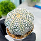 Custom Order- You'll receive the exact live plant (#T1P3) | Las Vegas Plant Shop | 3"Pots