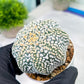 Custom Order- You'll receive the exact live plant (#T1P3) | Las Vegas Plant Shop | 3"Pots