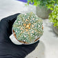 Custom Order- You'll receive the exact live plant (#T1P4) | Imported From Japan/korea | 3" Pot