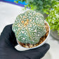 Custom Order- You'll receive the exact live plant (#T1P4) | Imported From Japan/korea | 3" Pot