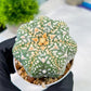 Custom Order- You'll receive the exact live plant (#T1P4) | Imported From Japan/korea | 3" Pot
