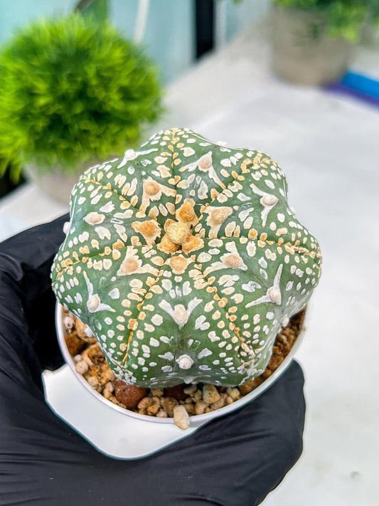 Custom Order- You'll receive the exact live plant (#T1P4) | Imported From Japan/korea | 3" Pot