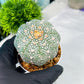 Custom Order- You'll receive the exact live plant (#T1P5) | Las Vegas Botanical Shop | 3" Pot