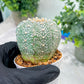 Custom Order- You'll receive the exact live plant (#T1P5) | Las Vegas Botanical Shop | 3" Pot