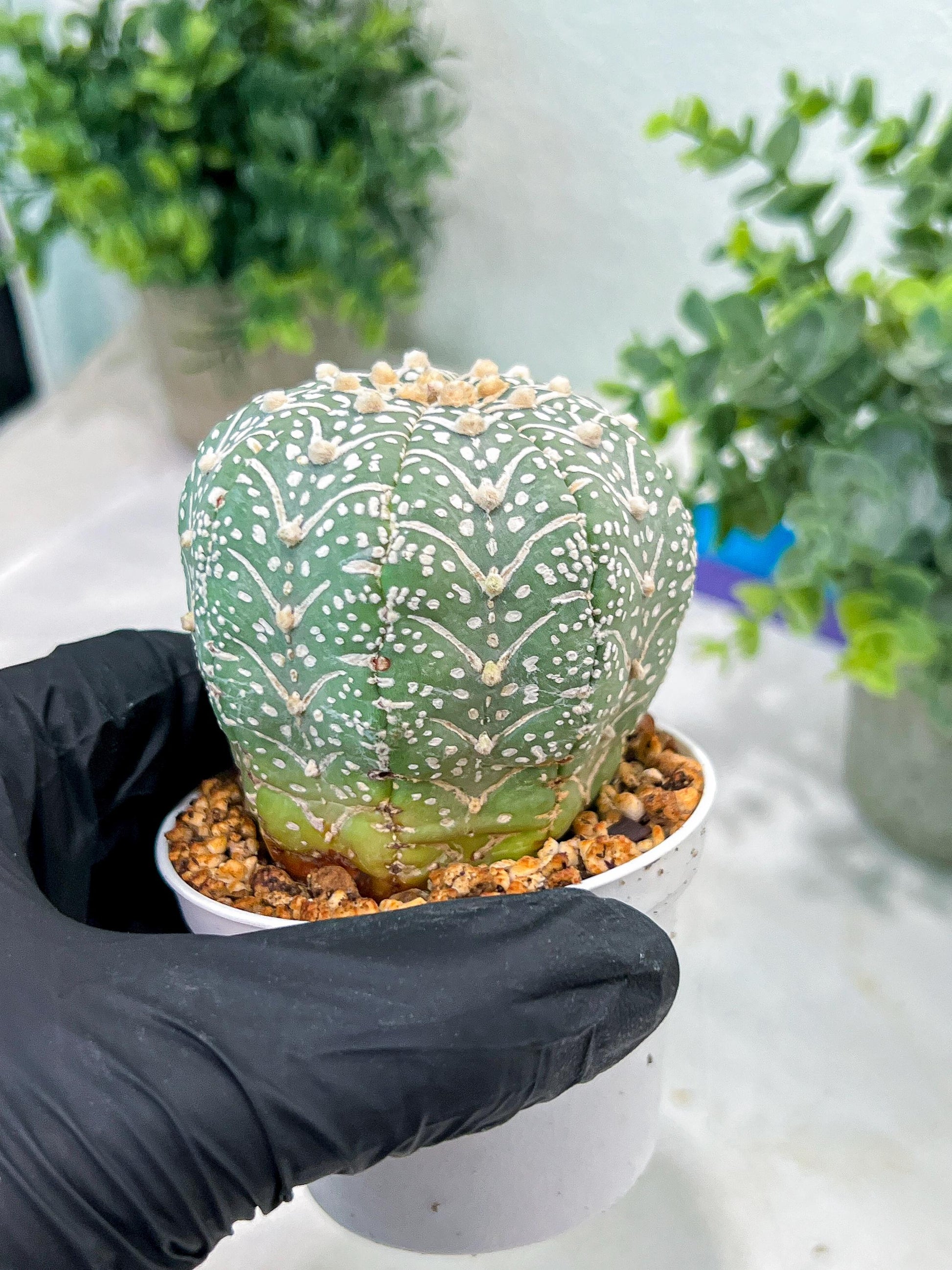 Custom Order- You'll receive the exact live plant (#T1P5) | Las Vegas Botanical Shop | 3" Pot