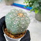 Custom Order- You'll receive the exact live plant (#T1P5) | Las Vegas Botanical Shop | 3" Pot