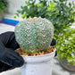 Custom Order- You'll receive the exact live plant (#T1P5) | Las Vegas Botanical Shop | 3" Pot
