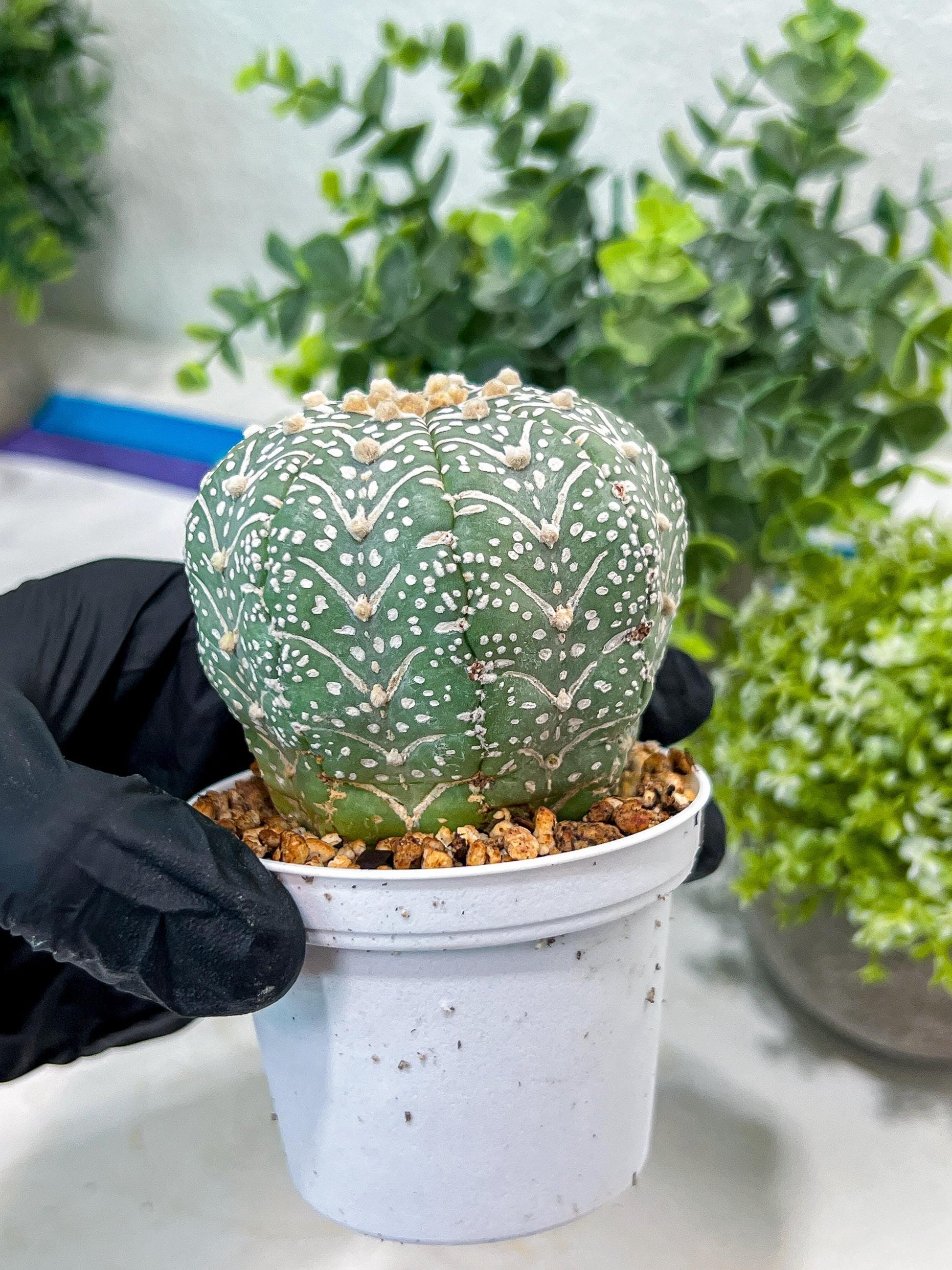 Custom Order- You'll receive the exact live plant (#T1P5) | Las Vegas Botanical Shop | 3" Pot