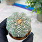 Custom Order- You'll receive the exact live plant (#T1P5) | Las Vegas Botanical Shop | 3" Pot