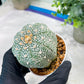 Custom Order- You'll receive the exact live plant (#T1P5) | Las Vegas Botanical Shop | 3" Pot