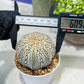 Custom Order- You'll receive the exact live plant (#T1P6) | NEVADA Plant Seller | 3" Pot