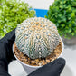 Custom Order- You'll receive the exact live plant (#T1P6) | NEVADA Plant Seller | 3" Pot