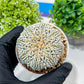 Custom Order- You'll receive the exact live plant (#T1P6) | NEVADA Plant Seller | 3" Pot