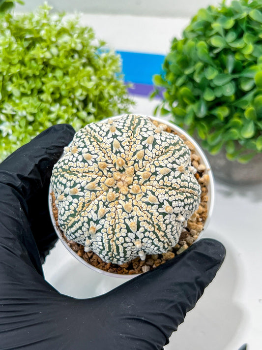 Custom Order- You'll receive the exact live plant (#T1P6) | NEVADA Plant Seller | 3" Pot