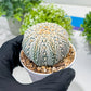 Custom Order- You'll receive the exact live plant (#T1P6) | NEVADA Plant Seller | 3" Pot