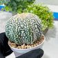 Custom Order- You'll receive the exact live plant (#T1P7) | USA Plant Seller | 3" Pot