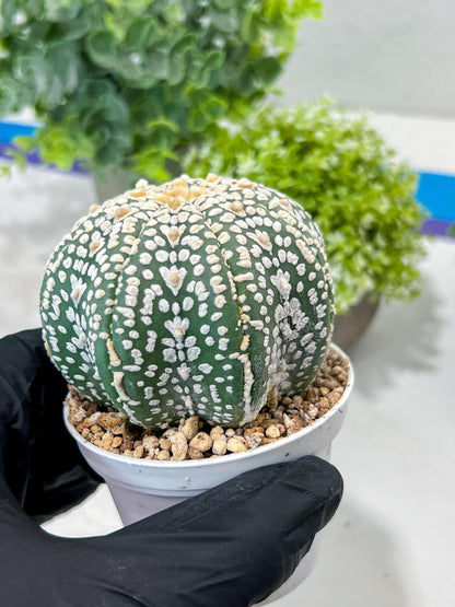 Custom Order- You'll receive the exact live plant (#T1P7) | USA Plant Seller | 3" Pot