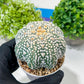 Custom Order- You'll receive the exact live plant (#T1P7) | USA Plant Seller | 3" Pot