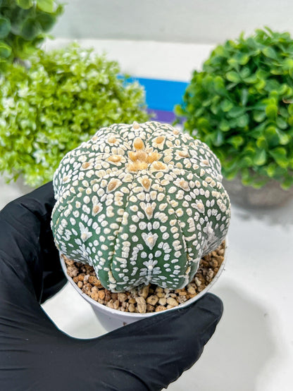 Custom Order- You'll receive the exact live plant (#T1P7) | USA Plant Seller | 3" Pot