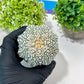 Custom Order- You'll receive the exact live plant (#T1P7) | USA Plant Seller | 3" Pot