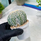 Custom Order- You'll receive the exact live plant (#T1P7) | USA Plant Seller | 3" Pot