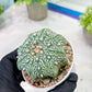 Custom Order- You'll receive the exact live plant (T2) (P1) | Las Vegas Seller | 3" Pot