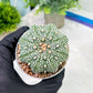 Custom Order- You'll receive the exact live plant (T2) (P1) | Las Vegas Seller | 3" Pot