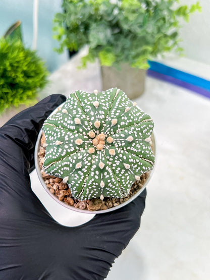 Custom Order- You'll receive the exact live plant (T2) (P1) | Las Vegas Seller | 3" Pot
