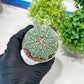 Custom Order- You'll receive the exact live plant (T2) (P1) | Las Vegas Seller | 3" Pot