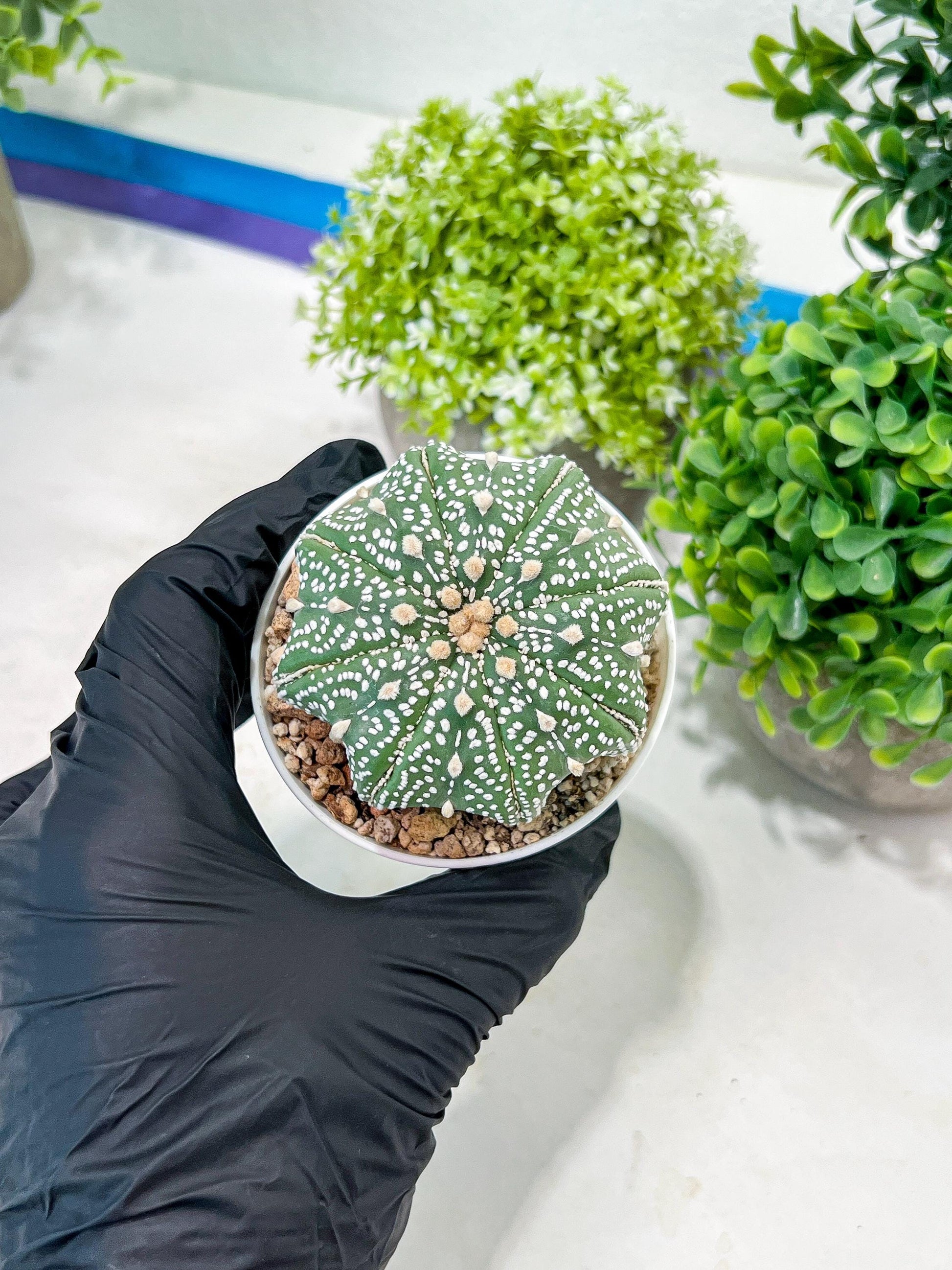 Custom Order- You'll receive the exact live plant (T2) (P1) | Las Vegas Seller | 3" Pot