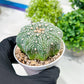 Custom Order- You'll receive the exact live plant (T2) (P1) | Las Vegas Seller | 3" Pot