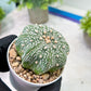 Custom Order- You'll receive the exact live plant (T2) (P1) | Las Vegas Seller | 3" Pot