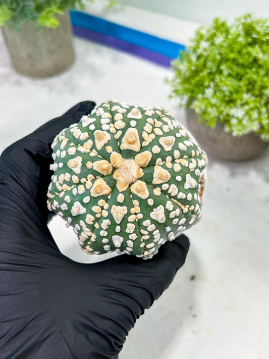 Custom Order- We’ll send you the exact live plant pictured (T2) (P2) | NEVADA Plant Seller | 3" Pot