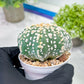 Custom Order- We’ll send you the exact live plant pictured (T2) (P2) | NEVADA Plant Seller | 3" Pot
