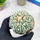 Custom Order- We’ll send you the exact live plant pictured (T2) (P2) | NEVADA Plant Seller | 3" Pot