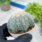 Custom Order- You will get the exact plant (T2) (P3) | USA Plant Seller | 3" Pot