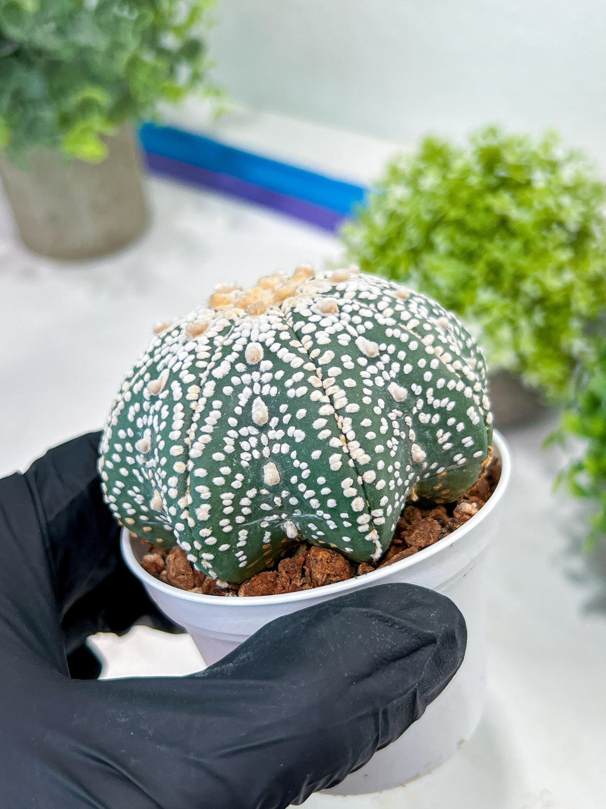 Custom Order- You will get the exact plant (T2) (P3) | USA Plant Seller | 3" Pot